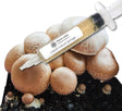 Portobello Liquid Culture Syringe (10cc)