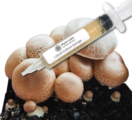 Portobello Liquid Culture Syringe (10cc)