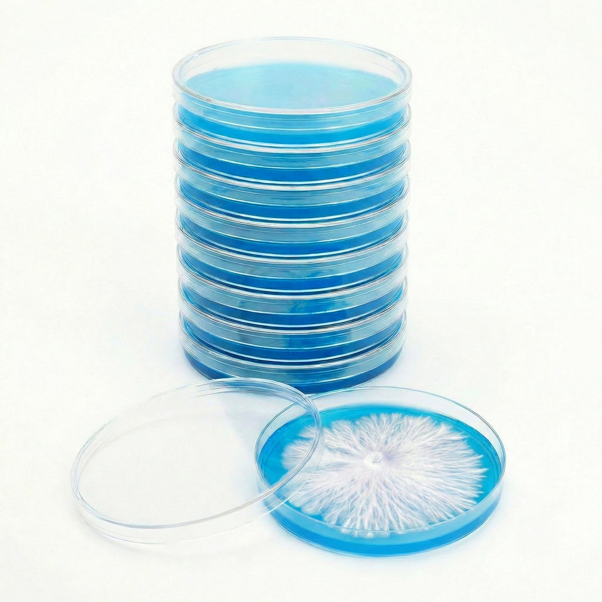 stack of 10 agar plates with rhizomorphic mycelium growing