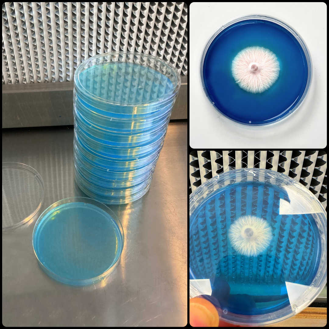 Rapid Rhizo Pre-Poured Sterilized Agar Plates (10-Pack)