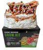 Red Reishi Mushroom Growing Kit