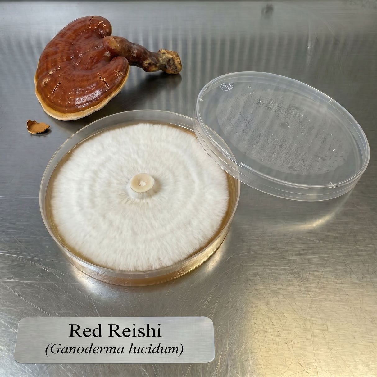 Red Reishi Colonized Agar Plate