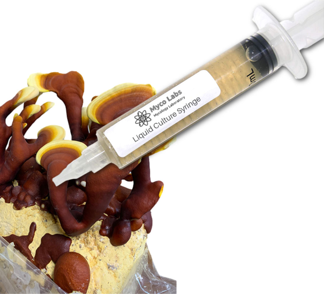 Red Reishi Liquid Culture Syringe (10cc) 