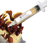 Red Reishi Liquid Culture Syringe (10cc) 