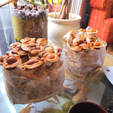 Red Reishi Mushroom Grow Kit (5lbs)