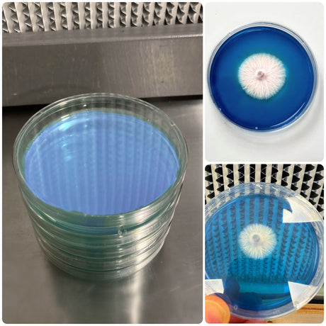 Rapid Rhizo Pre-Poured Sterilized Agar Plates (5-Pack) 