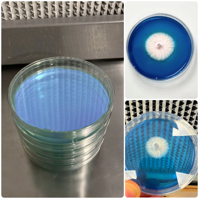 Rapid Rhizo Pre-Poured Sterilized Agar Plates (5-Pack) 