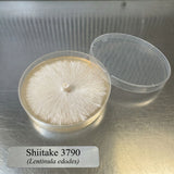 Mushroom culture in a petri dish labeled 'Shiitake 3790' on a metallic surface.