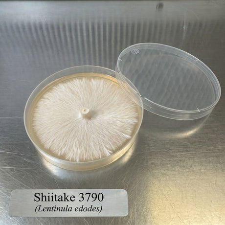 Mushroom culture in a petri dish labeled 'Shiitake 3790' on a metallic surface.