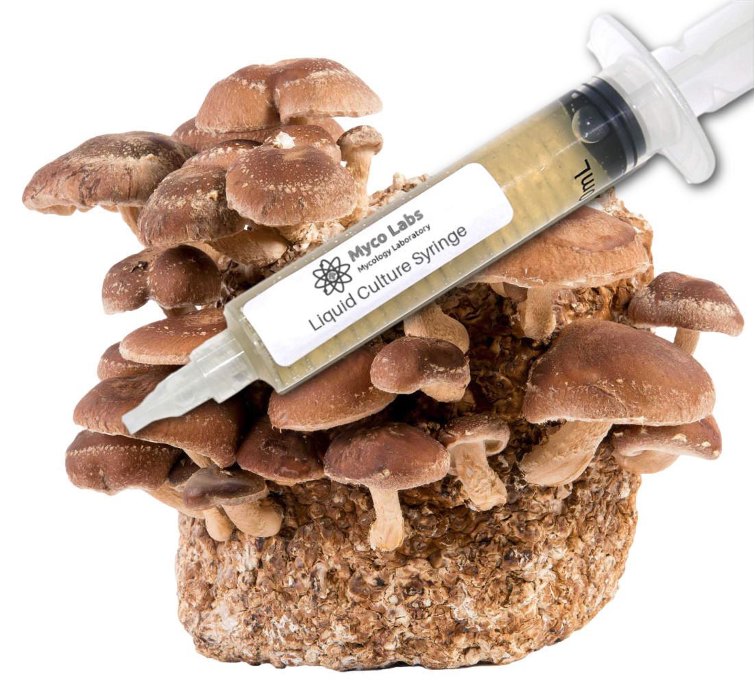 Shiitake Liquid Culture Syringe (10cc) 