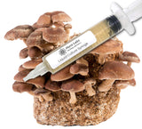 Shiitake Liquid Culture Syringe (10cc) 