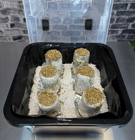 Simple Mushroom Grow Kit PLUS jars