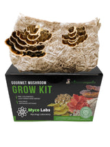 Turkey Tail Mushroom Grow Kit for indoor growing
