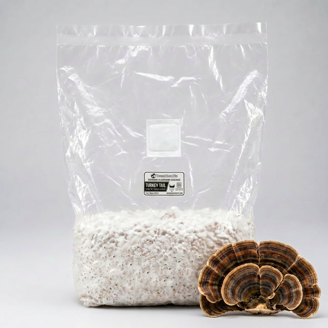 Turkey tail colonized grain spawn in a bag. 
