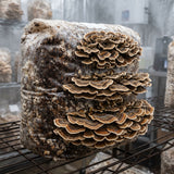 Turkey Tail Mushroom growing on a substrate in a controlled environment