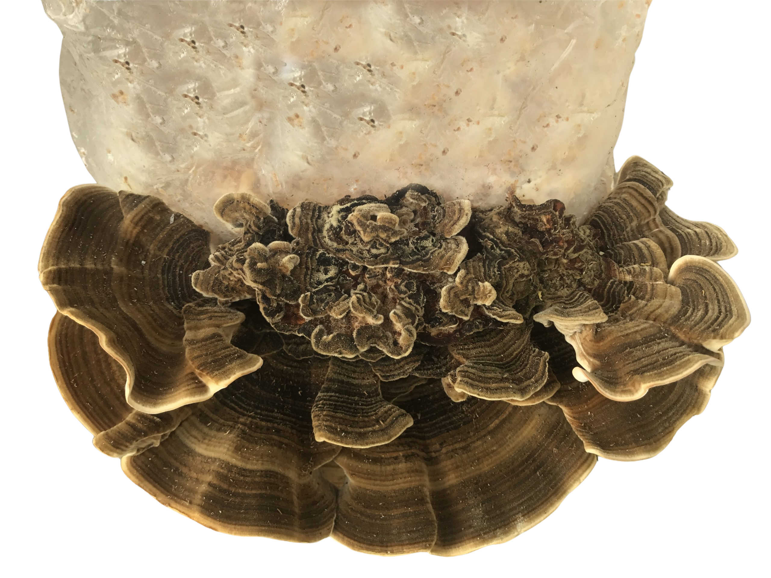 Turkey Tail Mushroom Grow Kit (5lbs) – Midwest Grow Kits