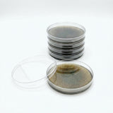 Stack of petri dishes with a transparent lid on a white background