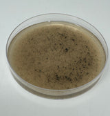 Pre-Poured Willy’s Blend Manure Enriched Agar Plates - Conditioning Agar Plates (5-Pack)