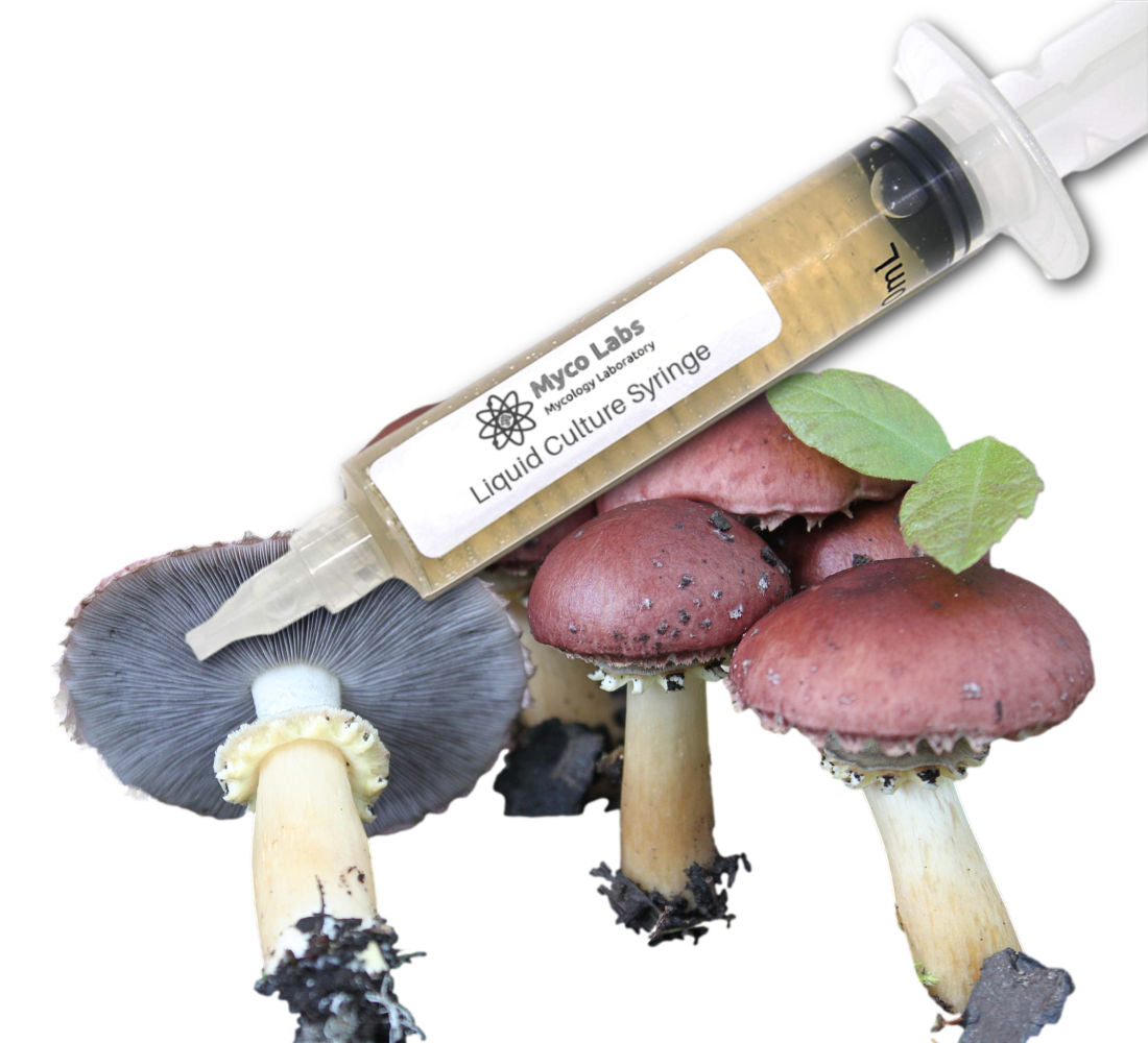 King Stopharia (Wine Cap) Liquid Culture Syringe (10cc) 