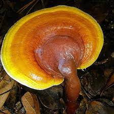 Yellow Reishi Liquid Culture Syringe
