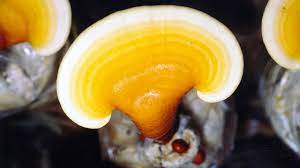 Yellow Reishi Liquid Culture Syringe (10cc) 