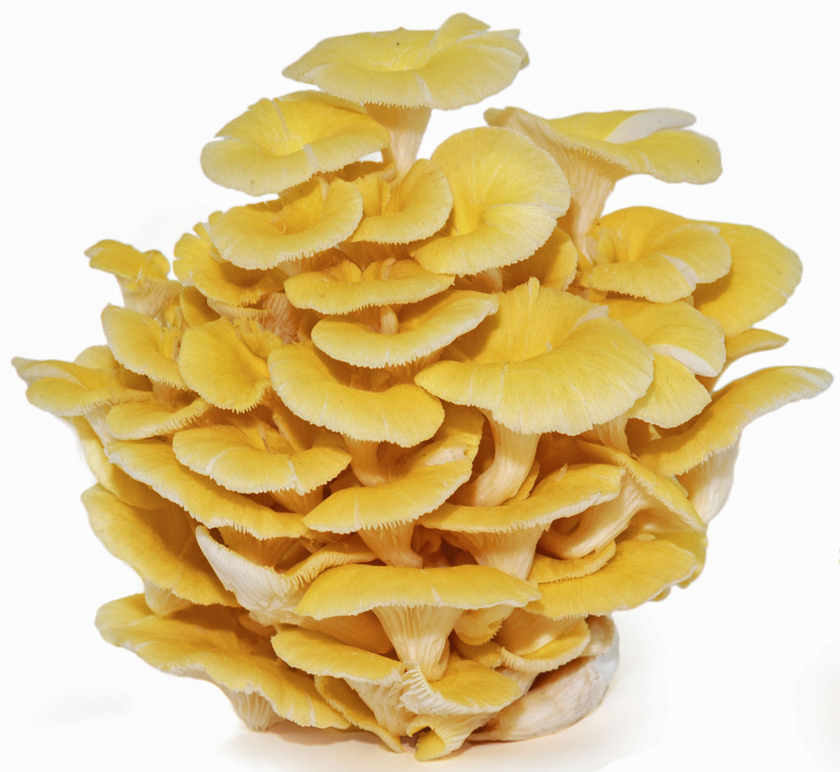Golden (Yellow) Oyster 