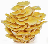 Golden (Yellow) Oyster 