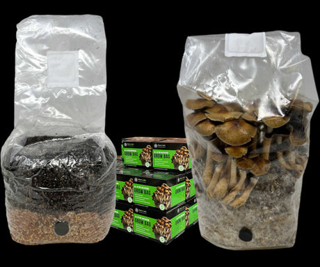 Wholesale All-in-One Mushroom Grow Bag (4 lbs) for Manure Loving Mushrooms (Case of 10) 
