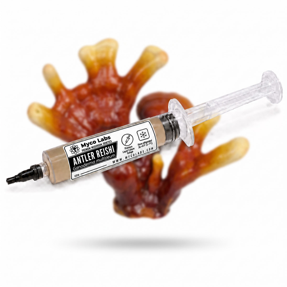 Myco Labs Antler Reishi liquid culture syringe, 10cc, with an antler reishi behind it