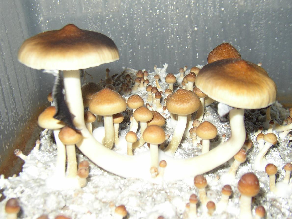 Deluxe Spawn Bag Growing and Casing Kit operation