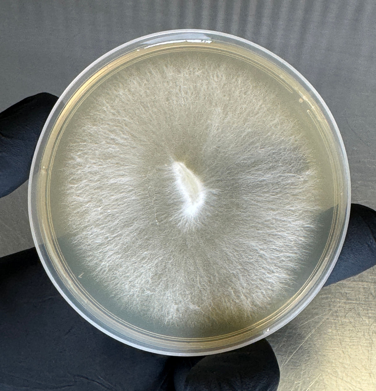 Blue Oyster Colonized Agar Plate
