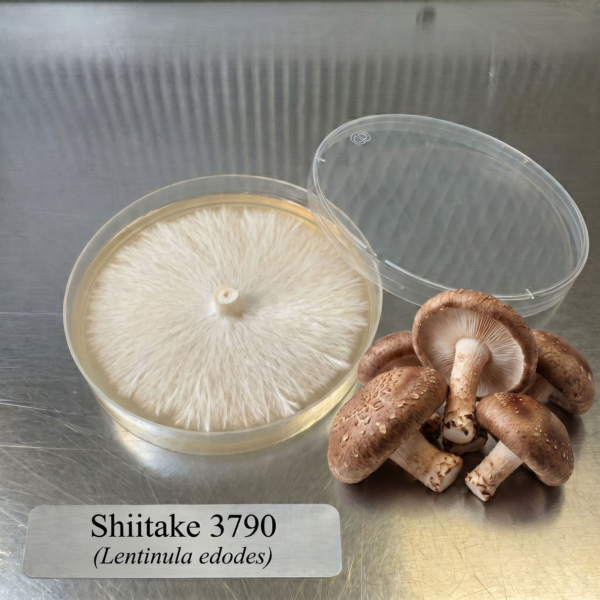 Two plastic containers with mushroom cultures labeled 'Shiitake 3790' on a metallic surface.