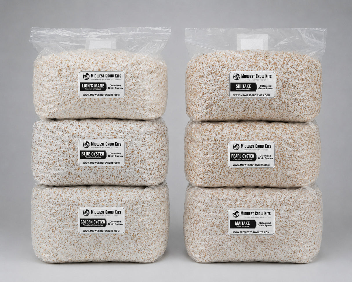 6 bags of colonized grain spawn stacked