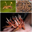 Cordyceps Ophiocordyceps Sinensis Liquid Culture Syringe The Zombie Insect Killer (10cc) 