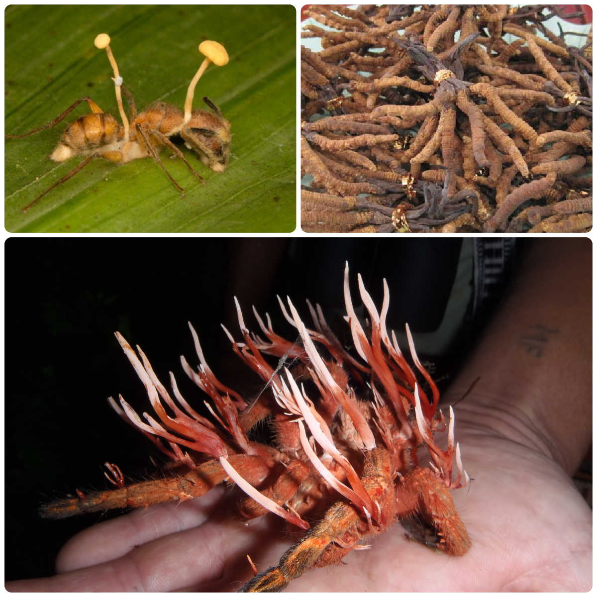 Cordyceps Ophiocordyceps Sinensis Liquid Culture Syringe The Zombie Insect Killer (10cc) 