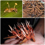 Cordyceps Ophiocordyceps Sinensis Liquid Culture Syringe The Zombie Insect Killer (10cc) 