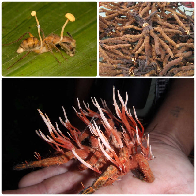 Cordyceps Ophiocordyceps Sinensis Liquid Culture Syringe The Zombie Insect Killer (10cc) 