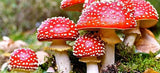  Amanita Muscaria