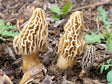 Golden Yellow Morel Liquid Culture Syringe (10cc) 