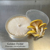 Golden Oyster mushrooms next to a container with mycelium on a metallic surface