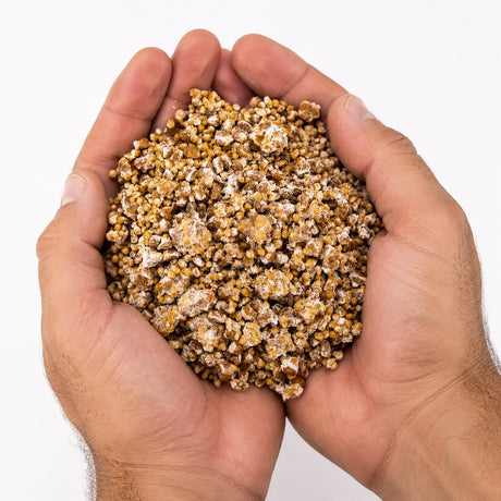 hands holding broken up grain with mycelium. 