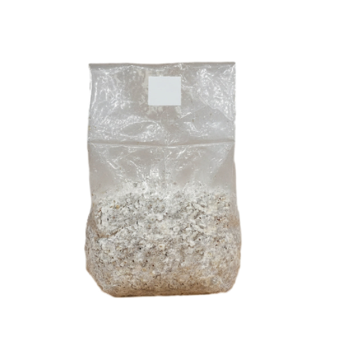 3LBS Colonized Grain Spawn Bag | Midwest Grow Kits