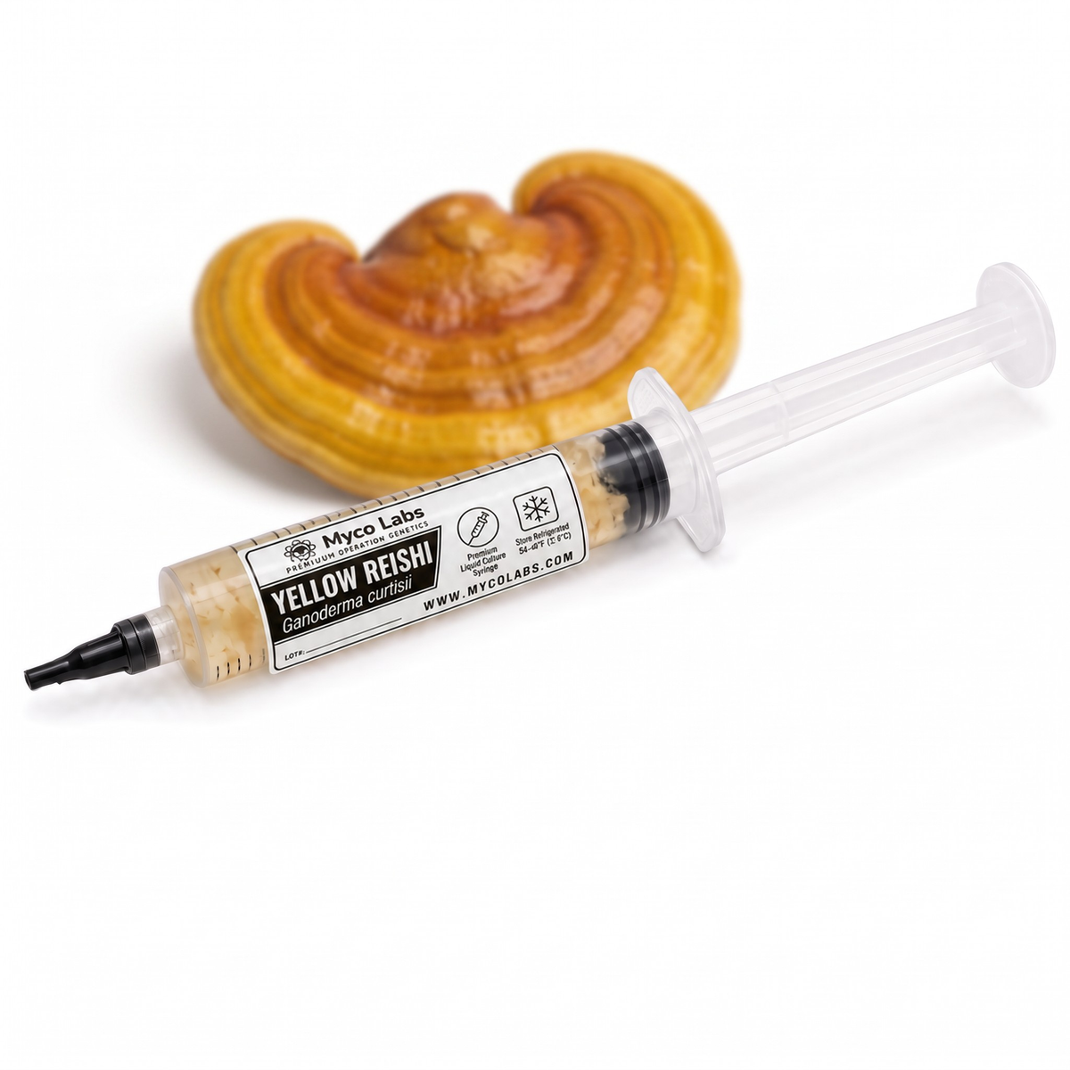 Myco Labs Yellow Reishi (Ganoderma curtisii) liquid culture syringe, 10cc, with a yellow reishi conk behind it