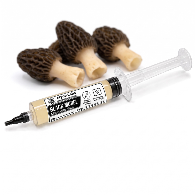 Myco Labs Black Morel liquid culture syringe, 10cc, with fresh black morels behind it