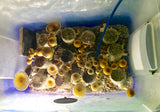 Ultimate Mushroom Growing & Incubator kit brf full flush