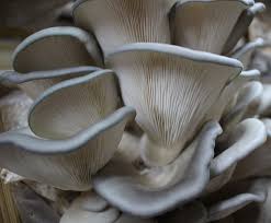  King Blue Oyster 