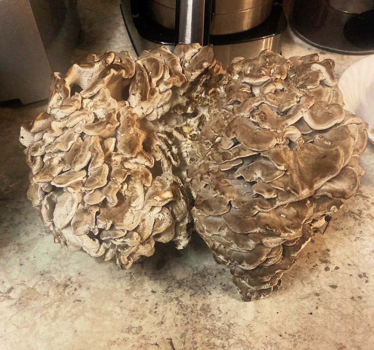 home grown Maitake (Hen of the Woods) Mushrooms
