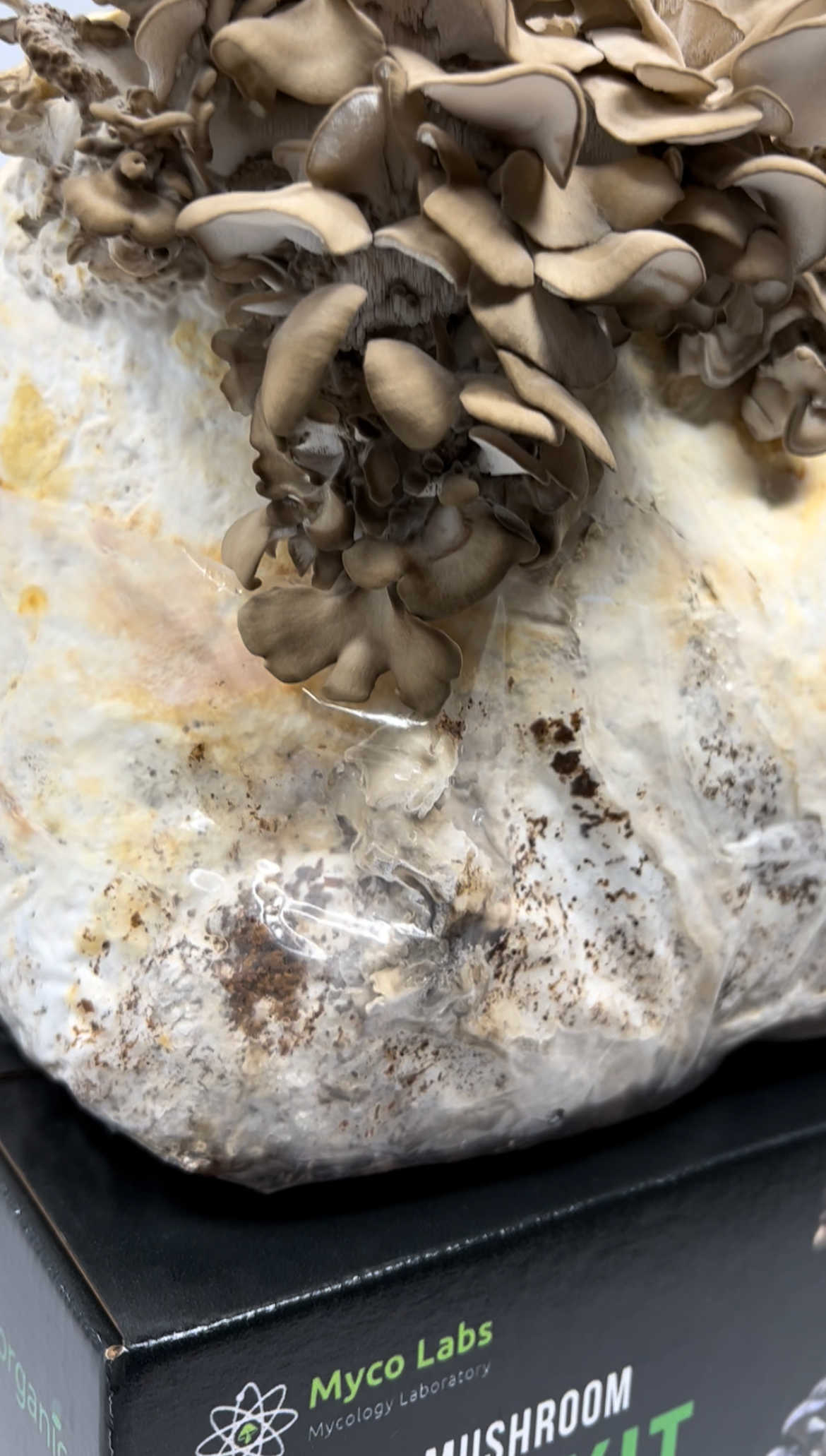 Maitake Mushrooms