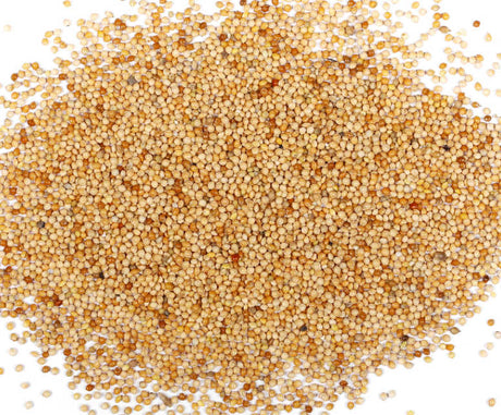 Bulk White Millet Grain (40 LBS) 