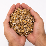 hands holding colonized grain spawn broken up. 